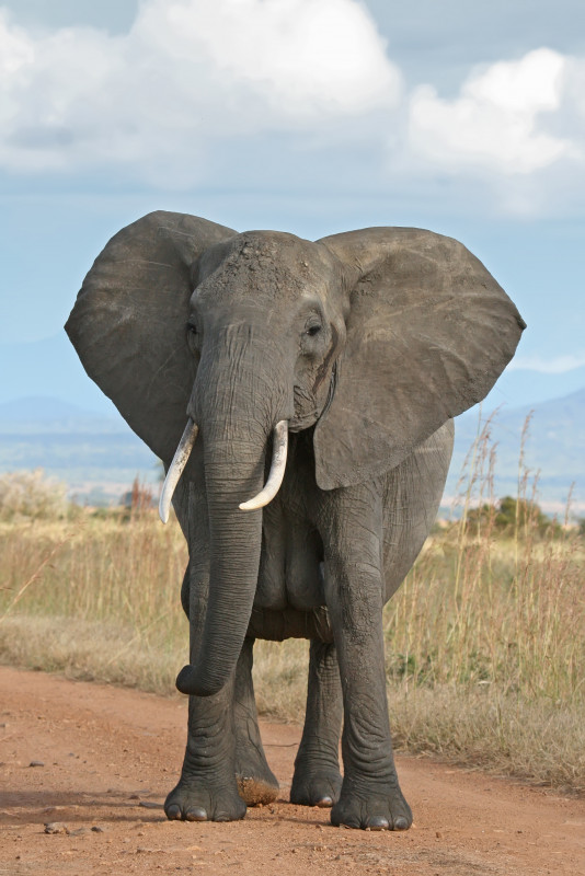 Elephant