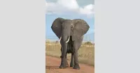 Elephant