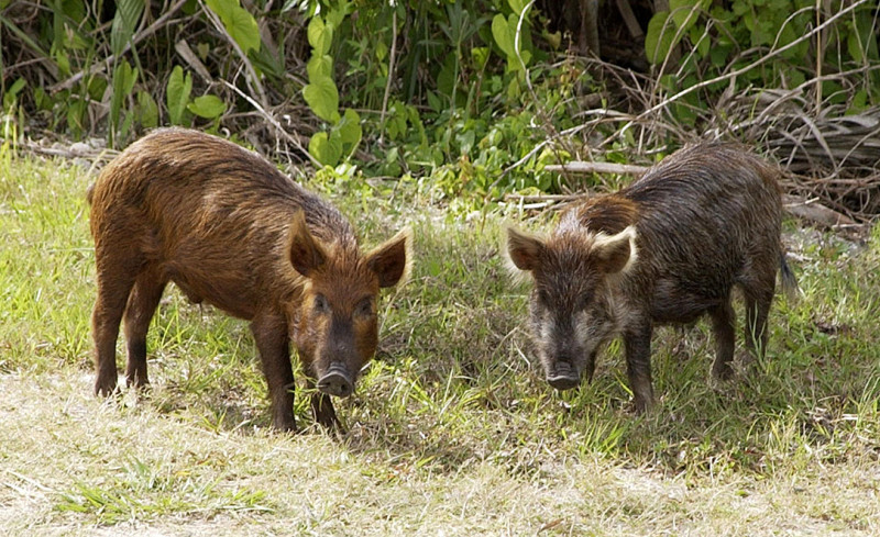 Feral pig