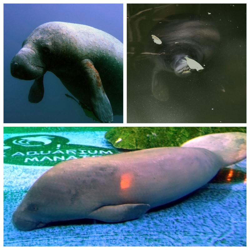 Manatee