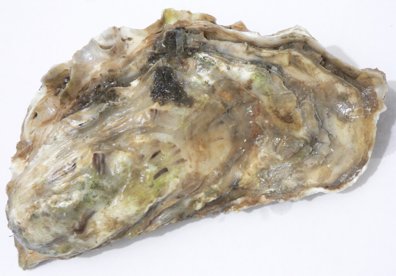 Oyster